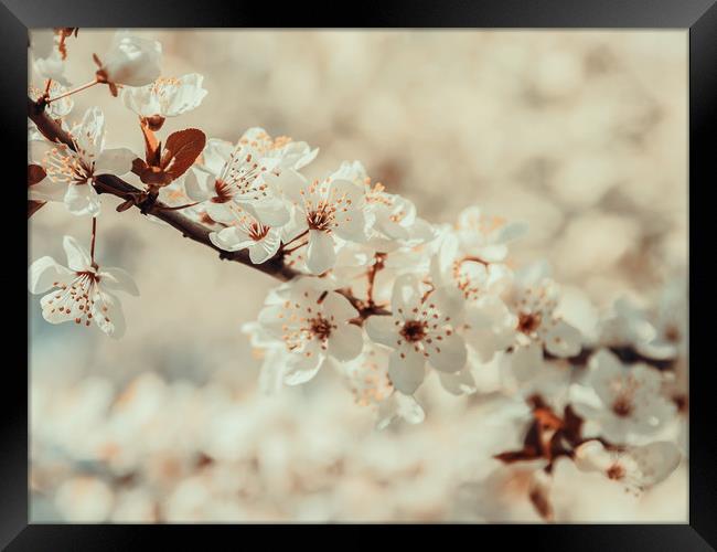 White Apple Tree Flowers Spring Blossom Framed Print by Radu Bercan