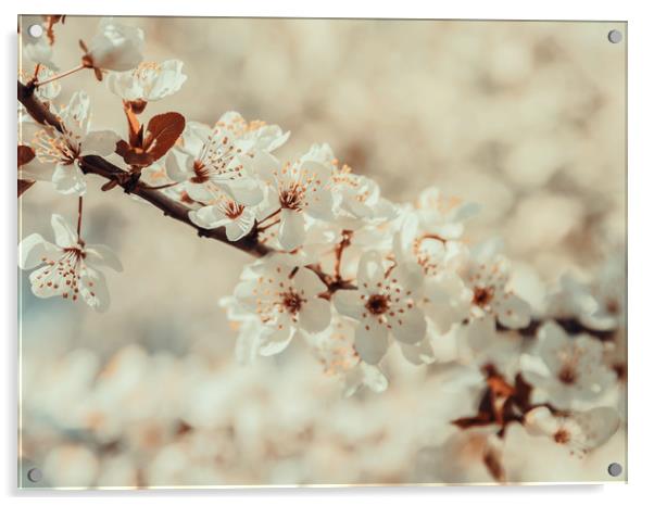 White Apple Tree Flowers Spring Blossom Acrylic by Radu Bercan