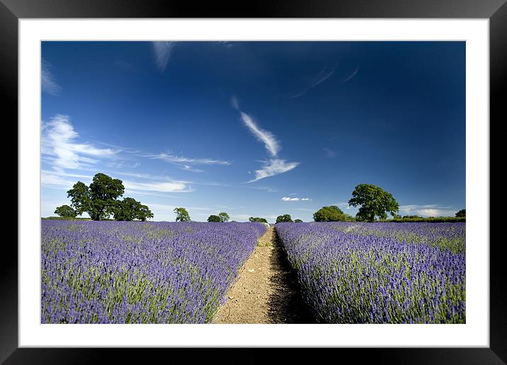 Lavender Fields Framed Mounted Print by Dave Hayward