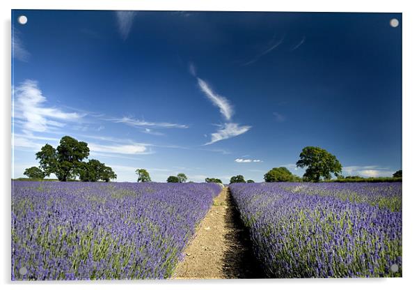 Lavender Fields Acrylic by Dave Hayward
