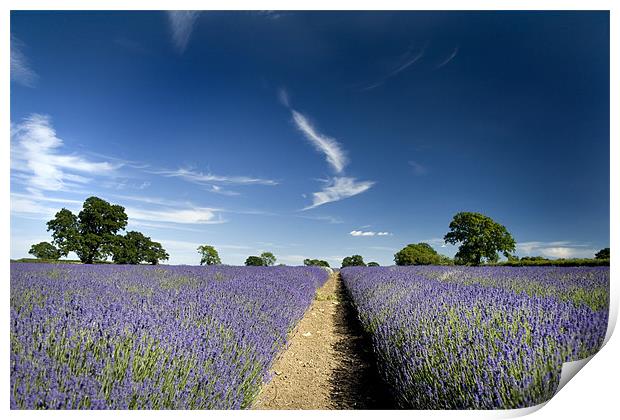 Lavender Fields Print by Dave Hayward