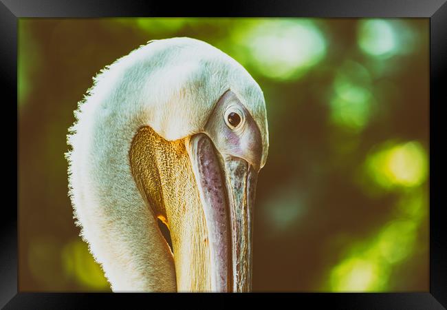 Wild Pelican Portrait Framed Print by Radu Bercan