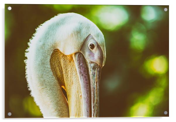 Wild Pelican Portrait Acrylic by Radu Bercan