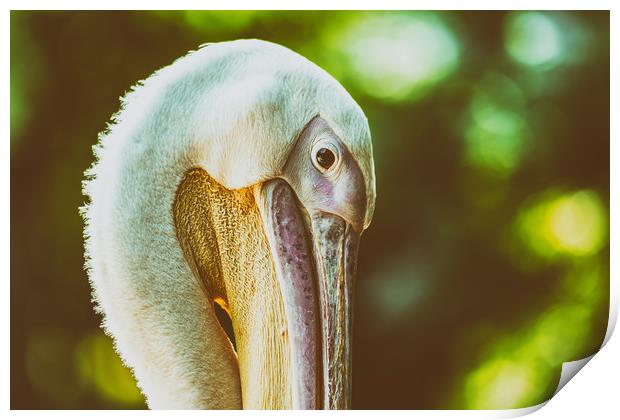 Wild Pelican Portrait Print by Radu Bercan