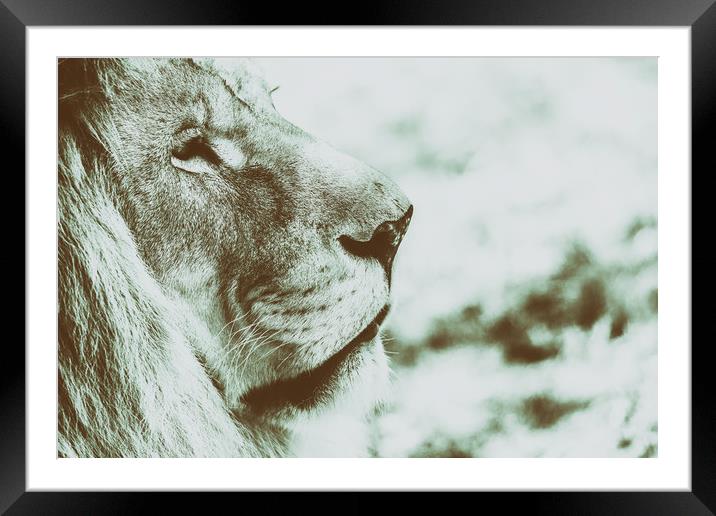 Lion Portrait Framed Mounted Print by Radu Bercan