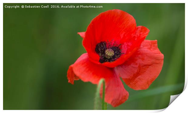 Single Poppy Print by Sebastien Coell