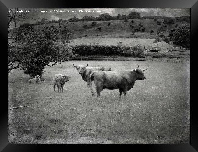 Longhorn highland cattle Framed Print by Derrick Fox Lomax