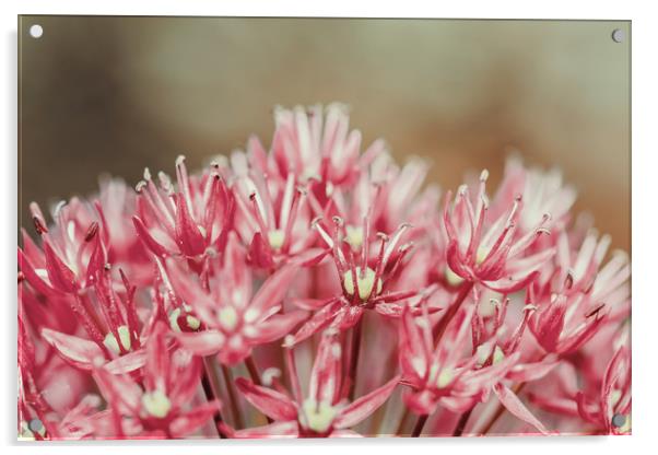 Allium Flowers Close Up Acrylic by Radu Bercan