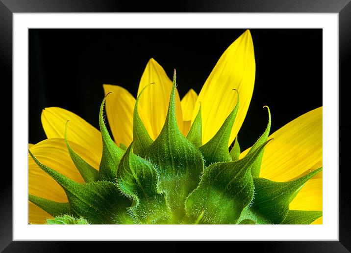Sunflower Framed Mounted Print by Mark Robson
