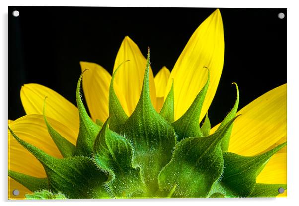 Sunflower Acrylic by Mark Robson