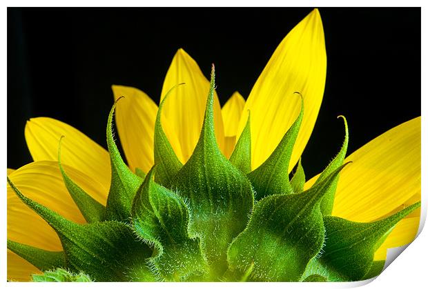 Sunflower Print by Mark Robson