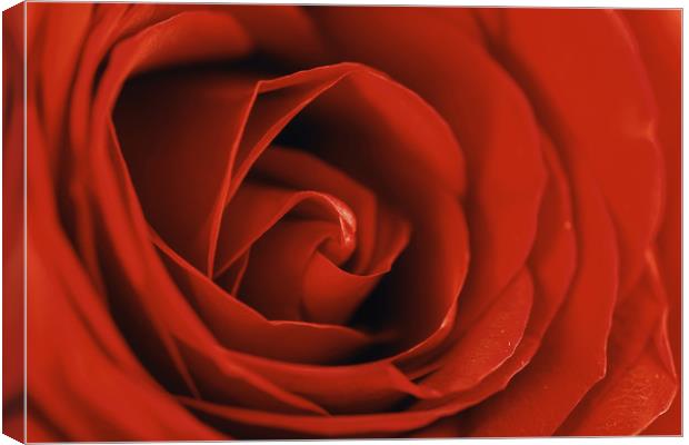 Romantic Red Rose Inside Abstract Canvas Print by Radu Bercan