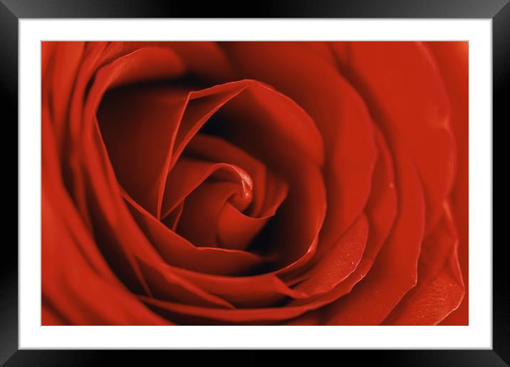 Romantic Red Rose Inside Abstract Framed Mounted Print by Radu Bercan