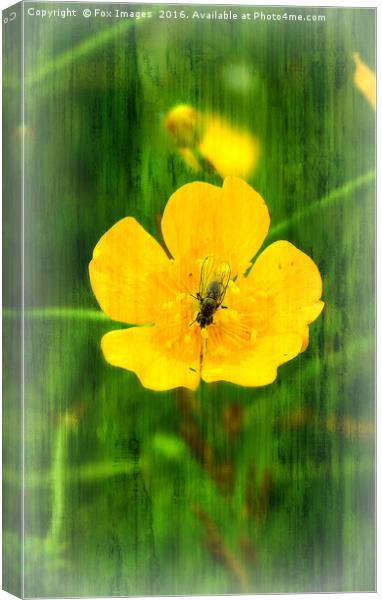 Fly on the flower Canvas Print by Derrick Fox Lomax