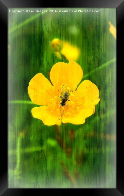 Fly on the flower Framed Print by Derrick Fox Lomax