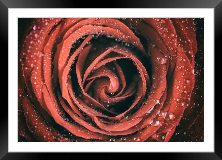 Red Rose Abstract With Water Drops Framed Mounted Print by Radu Bercan