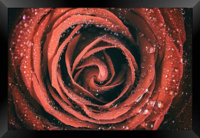 Red Rose Abstract With Water Drops Framed Print by Radu Bercan