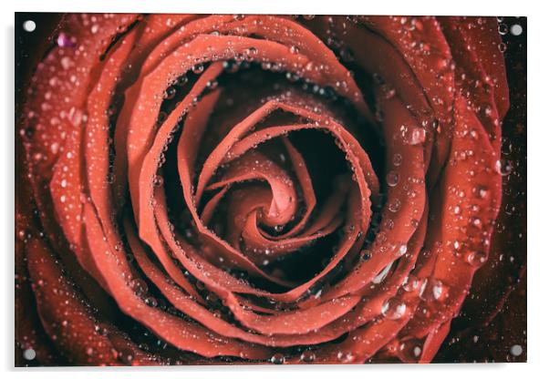 Red Rose Abstract With Water Drops Acrylic by Radu Bercan