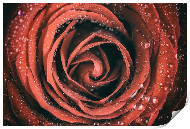 Red Rose Abstract With Water Drops Print by Radu Bercan