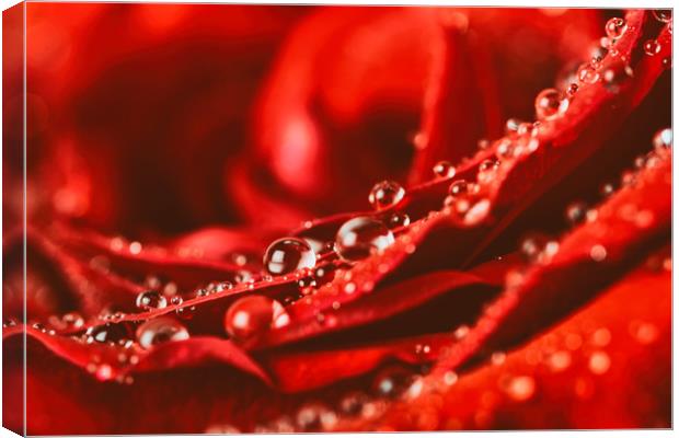 Red Rose Abstract With Water Drops Canvas Print by Radu Bercan