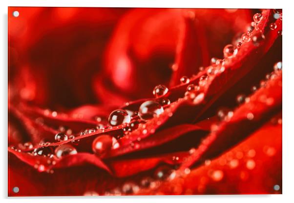 Red Rose Abstract With Water Drops Acrylic by Radu Bercan