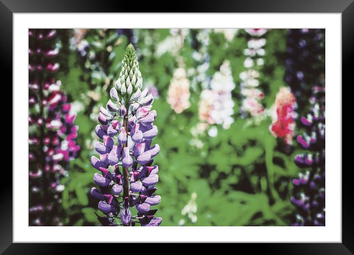 Purple And Pink Snapdragon Flowers In Spring Framed Mounted Print by Radu Bercan