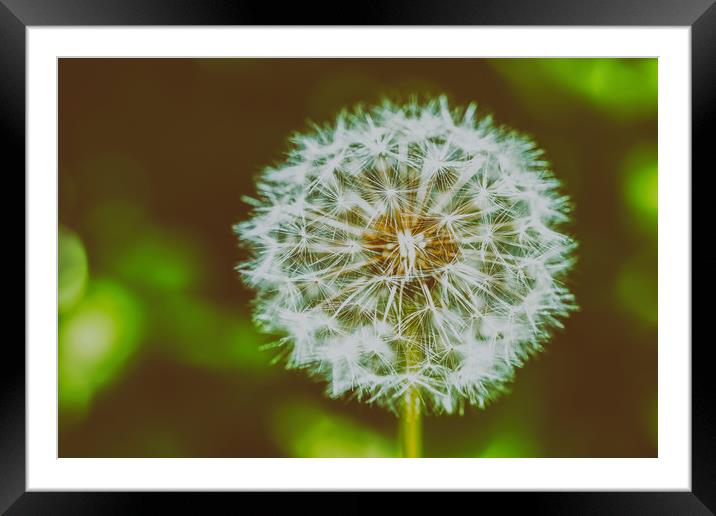 Dandelion Flower Closeup Framed Mounted Print by Radu Bercan