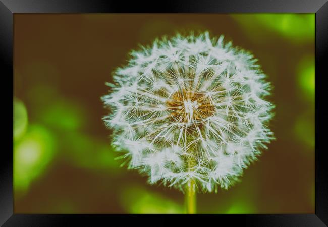 Dandelion Flower Closeup Framed Print by Radu Bercan