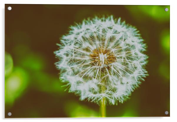 Dandelion Flower Closeup Acrylic by Radu Bercan