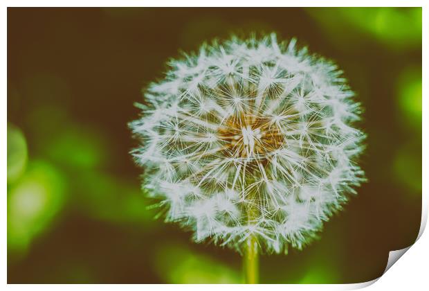 Dandelion Flower Closeup Print by Radu Bercan