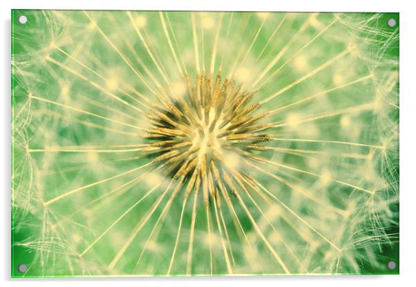 Dandelion Interior Close Up Of Seeds Acrylic by Radu Bercan