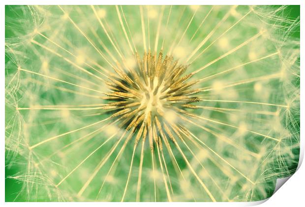 Dandelion Interior Close Up Of Seeds Print by Radu Bercan