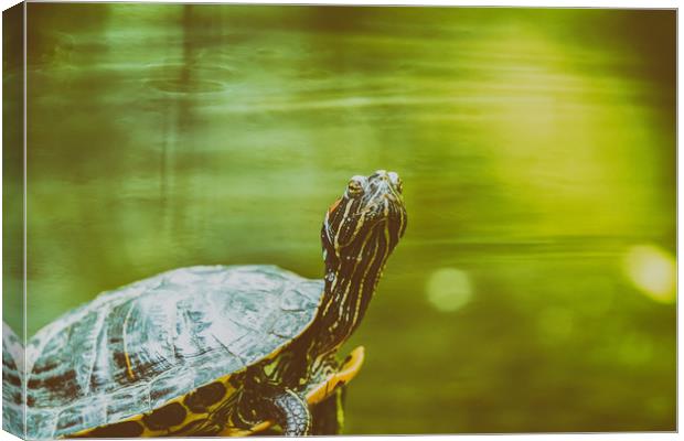 Pond Turtle Heating In The Sun On Rock Canvas Print by Radu Bercan