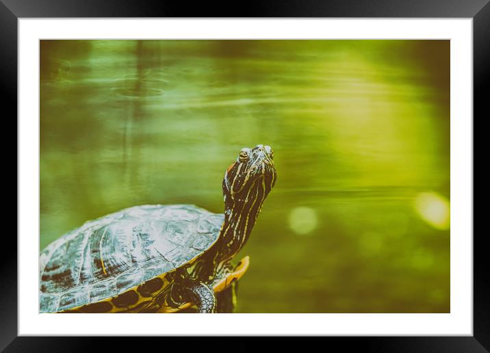 Pond Turtle Heating In The Sun On Rock Framed Mounted Print by Radu Bercan