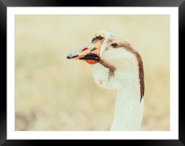 Domestic Farm Goose Portrait Framed Mounted Print by Radu Bercan