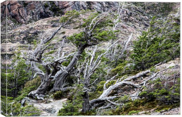 Windswept Woodland Canvas Print by David Hare