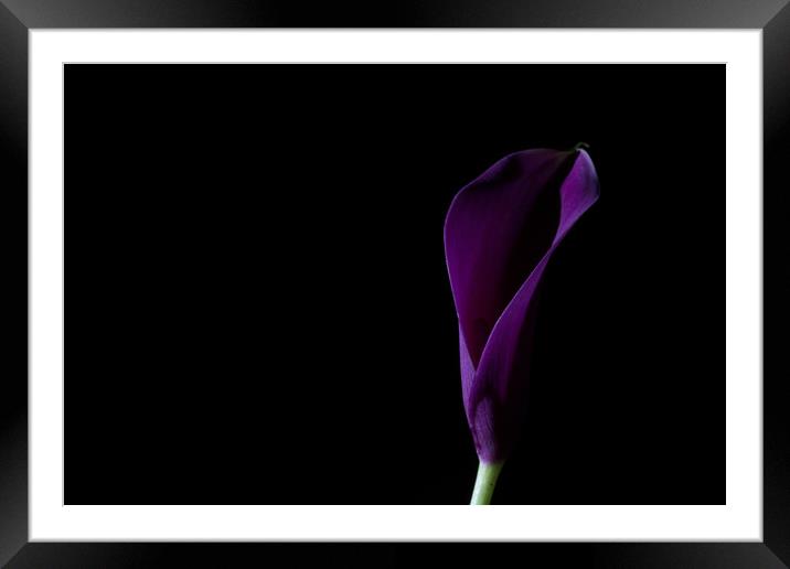 The Calla Purple 1 Framed Mounted Print by Steve Purnell