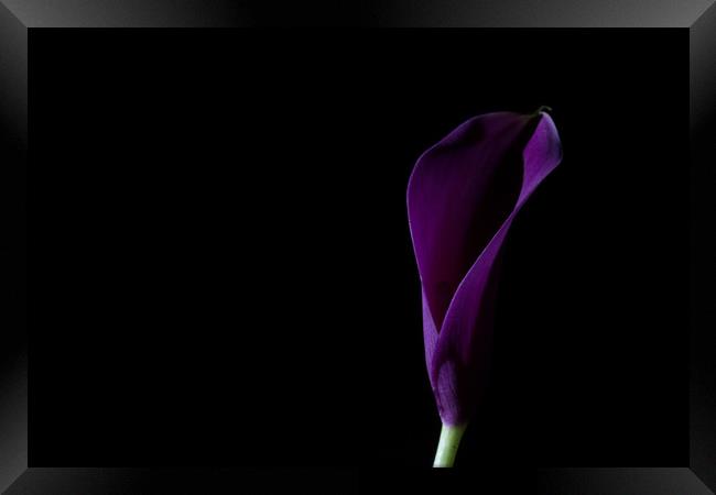 The Calla Purple 1 Framed Print by Steve Purnell