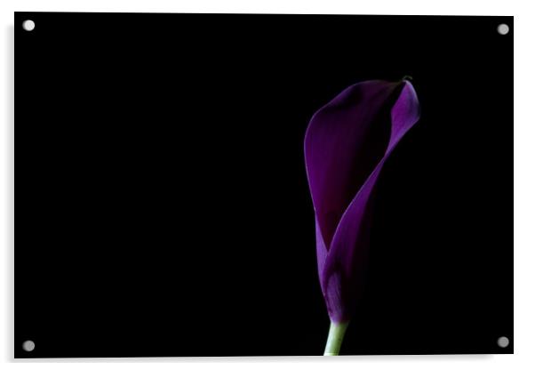 The Calla Purple 1 Acrylic by Steve Purnell