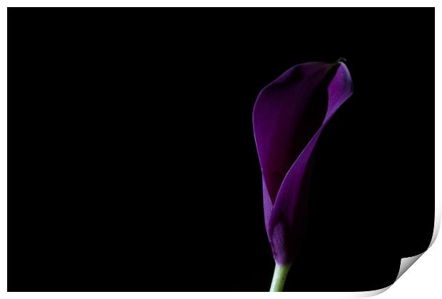The Calla Purple 1 Print by Steve Purnell