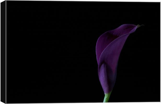 The Calla Purple 2 Canvas Print by Steve Purnell