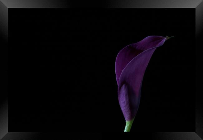 The Calla Purple 2 Framed Print by Steve Purnell