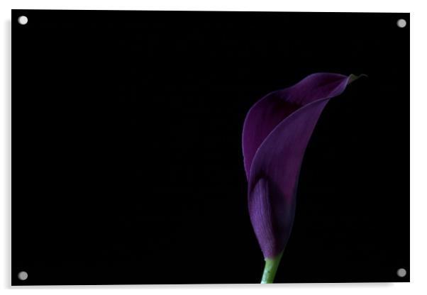 The Calla Purple 2 Acrylic by Steve Purnell