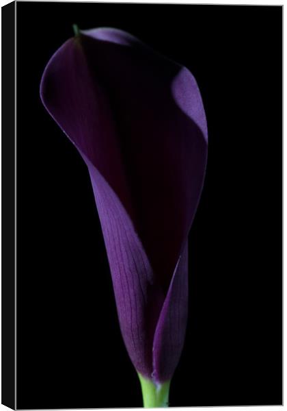 The Calla Purple 3 Canvas Print by Steve Purnell