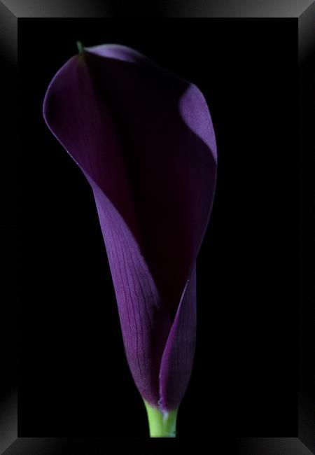 The Calla Purple 3 Framed Print by Steve Purnell
