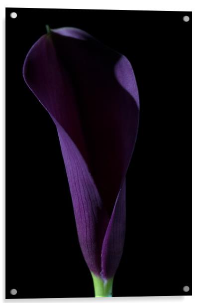The Calla Purple 3 Acrylic by Steve Purnell