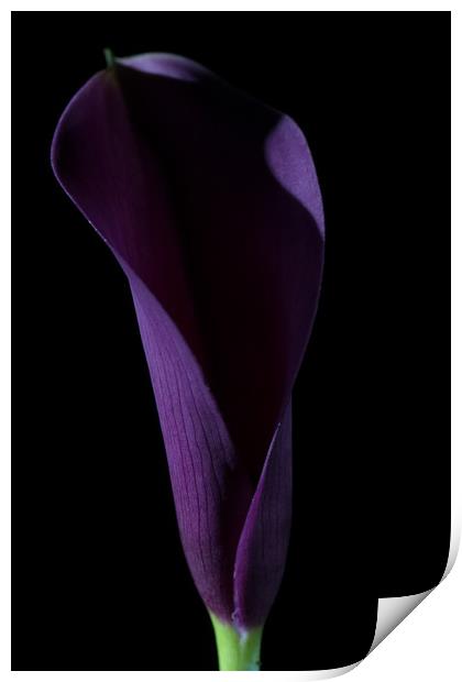 The Calla Purple 3 Print by Steve Purnell