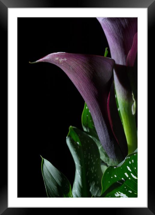 The Calla Purple 4 Framed Mounted Print by Steve Purnell
