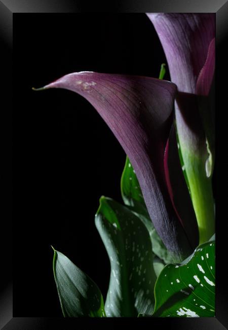 The Calla Purple 4 Framed Print by Steve Purnell