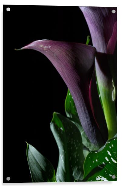 The Calla Purple 4 Acrylic by Steve Purnell